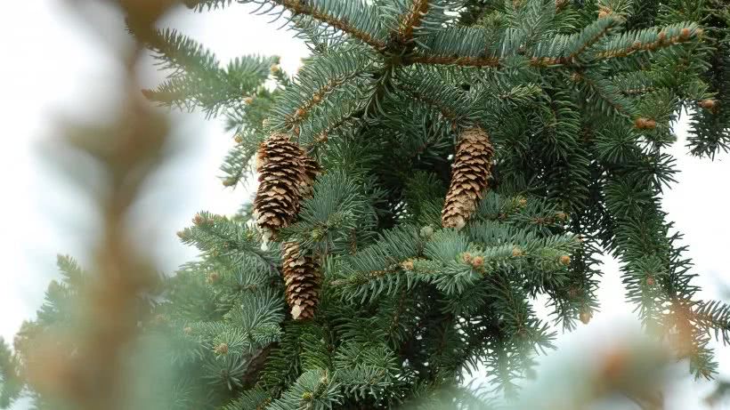 『』未来半年桃花运暴增，横财飞涨，钞票滚滚而来的四属相