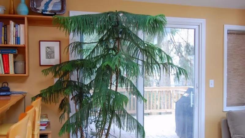 ▲霸气的室内观赏树，可长到屋顶，用大花盆种，养客厅特有格调