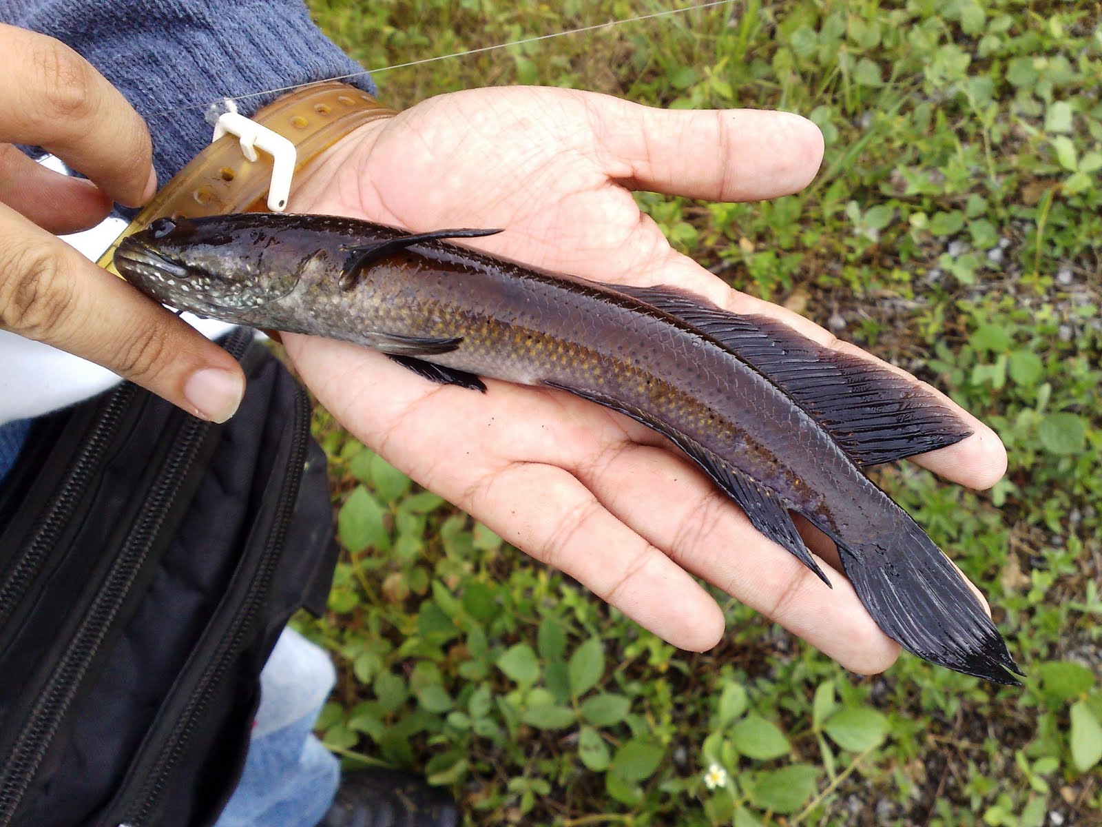 生物入侵：外来生物入侵？专家：它出现表示环境好！营养价值很高