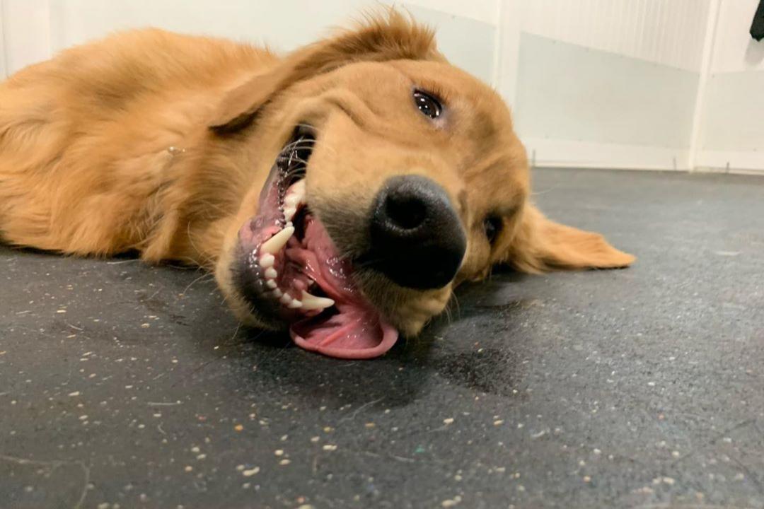 解脱啦！黄金猎犬「又甩又咬」狂泄愤：看我怎么修理你