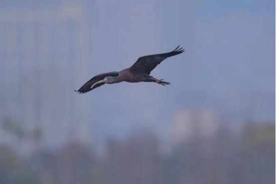 滇讯 罕见！彩鹮到云南保山青华海过冬