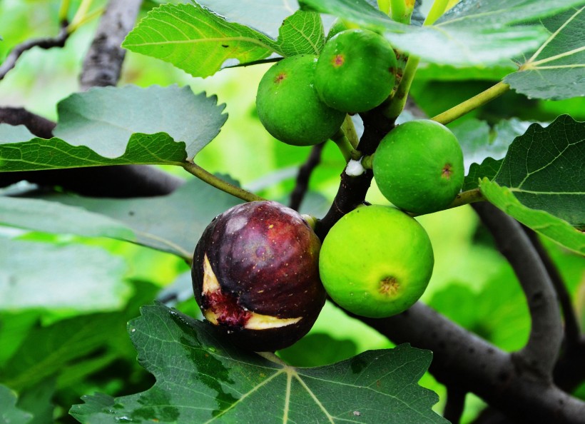 属马:未来两年时来运转,迎来鸿运当头,财运变得旺盛的四属相