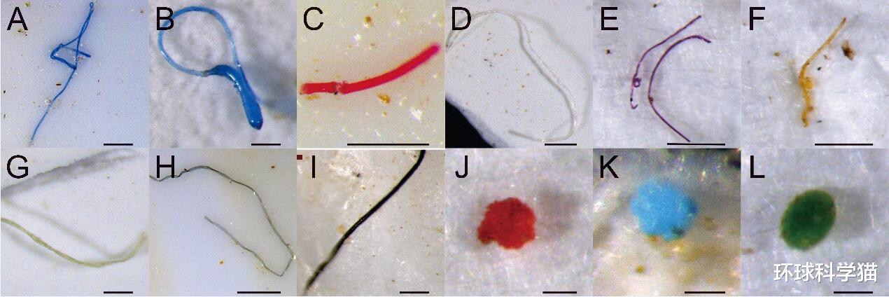 马里亚纳海沟|10909米！中国奋斗者号坐底马里亚纳海沟，1万米下发现了什么？