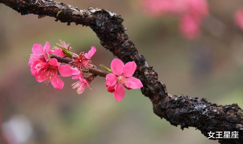 :6月22号生意兴隆,日子风生水起,天天开心数钱,事业顺遂的生肖