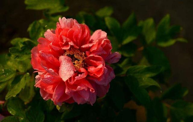 渴·望▲生来“财主命”的3生肖，左手招财，右手握福，财富滚滚！