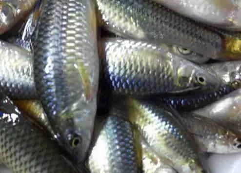 ：钓鱼界最不怕死的鱼 和 不要脸的鱼！