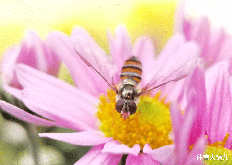 生肖|心真大！即便人生轨迹发生改变，也丝毫不生气的生肖女
