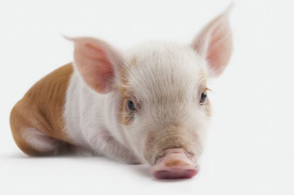 摩羯座|再熬2天，生肖猪一辈子最大的贵人来找你了，10月17号变“发”猪