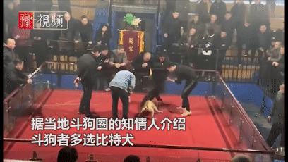 度假村藏匿残忍斗狗场，场面血腥，而上百人却在拍手叫好！