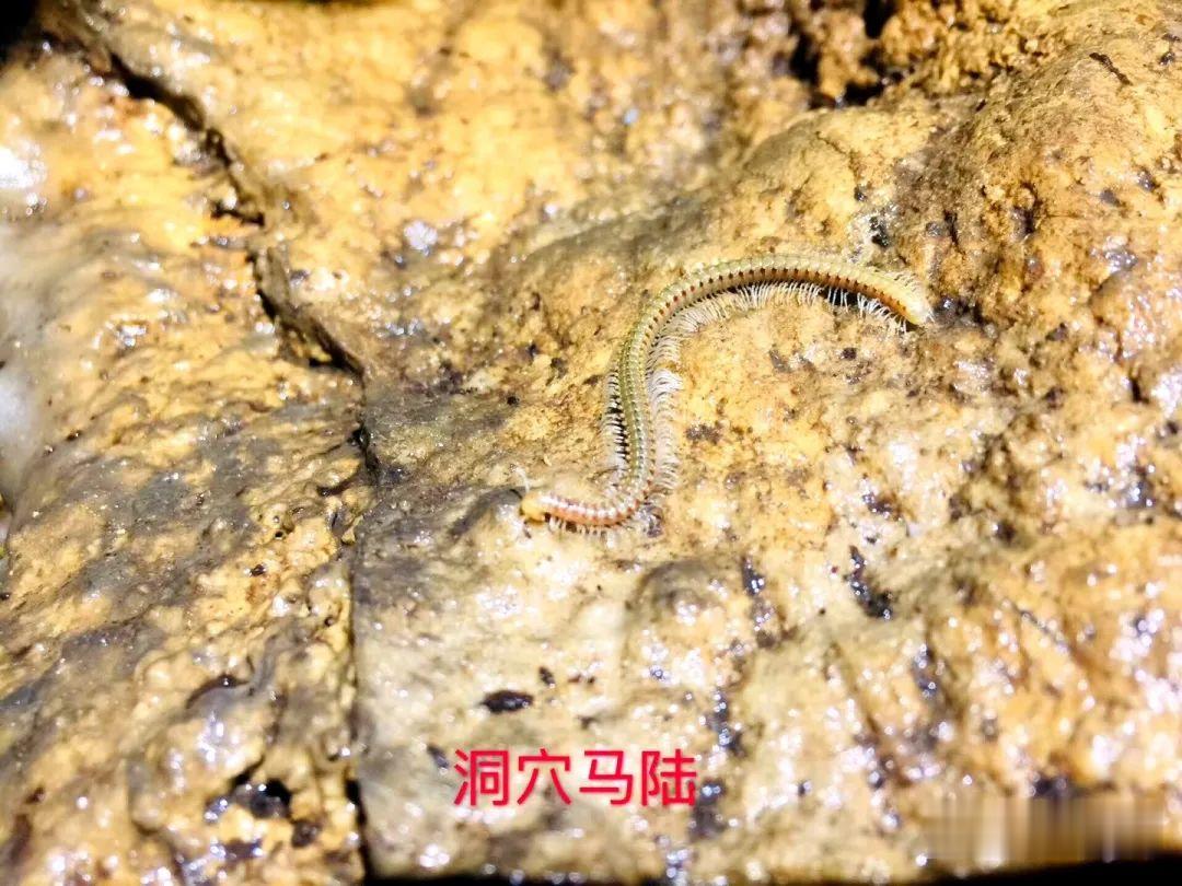 [贵阳]贵阳一探险队在地下洞穴里发现神秘的动物世界