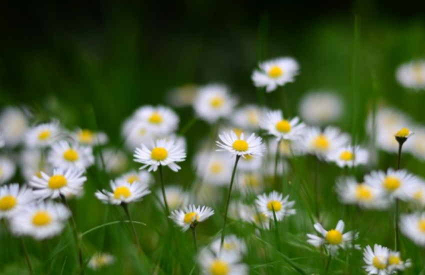 生肖|十月上旬开始，运势极佳，喜事接连不断，吉星关照的生肖