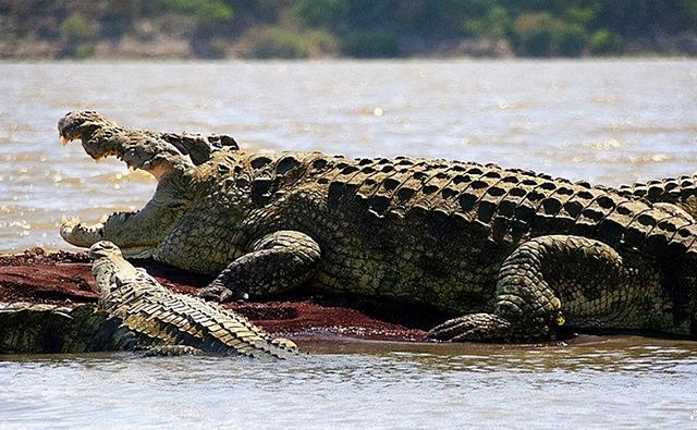 火星|传奇巨鳄古斯塔夫：传闻伤害300多人，子弹打不伤，至今下落成谜