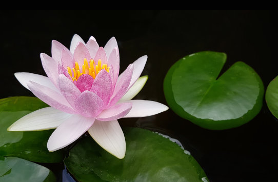 ：进入6月，财源广进，4属相逢凶化吉，大吉大利，事业风生水起