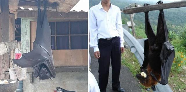 蝙蝠▲菲律宾惊现巨型蝙蝠,个头跟人一样大,面目狰狞宛如地狱使者