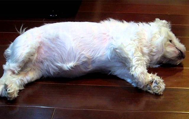 狗狗趾甲发炎排除细菌和真菌感染，或许是免疫系统问题，快去检查