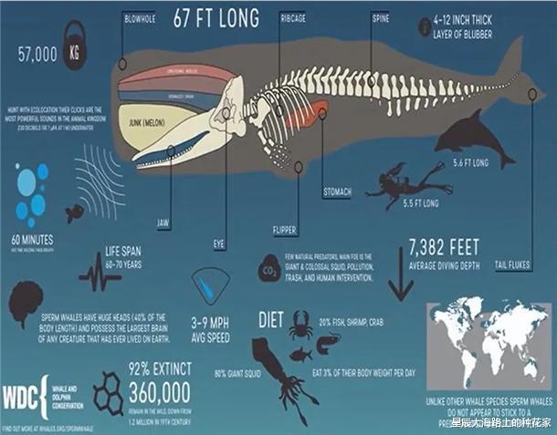 抹香鲸|诡异的鲸排泄物：价值还那么高！为什么取出来不香，拉出来才香？