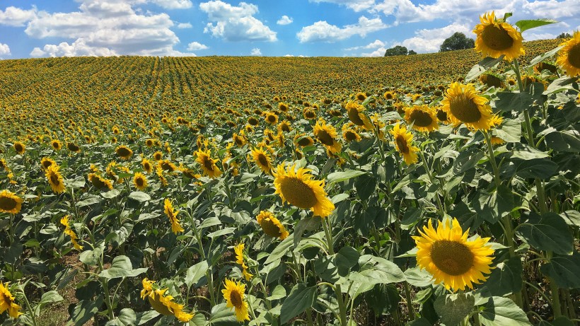 生肖■未来俩月祥云当头，横财如雨，四属相赚钱之路一片火红，财神上门
