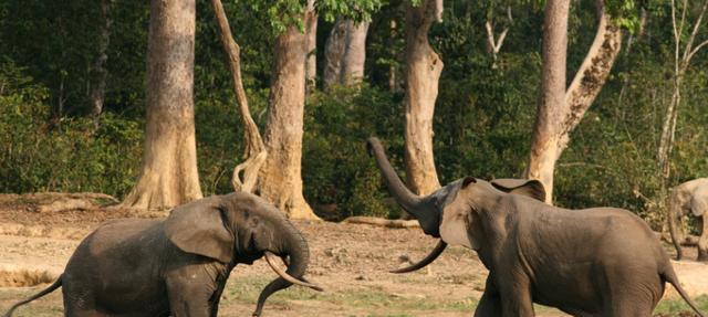 后代@大多数动物是雄性更漂亮,为什么人类是个例外?女人比男人更漂亮