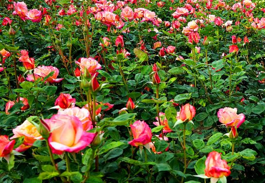 生肖|8月下旬开始，4属相贵人相助，喜事不断，富贵花开，前途不可限量