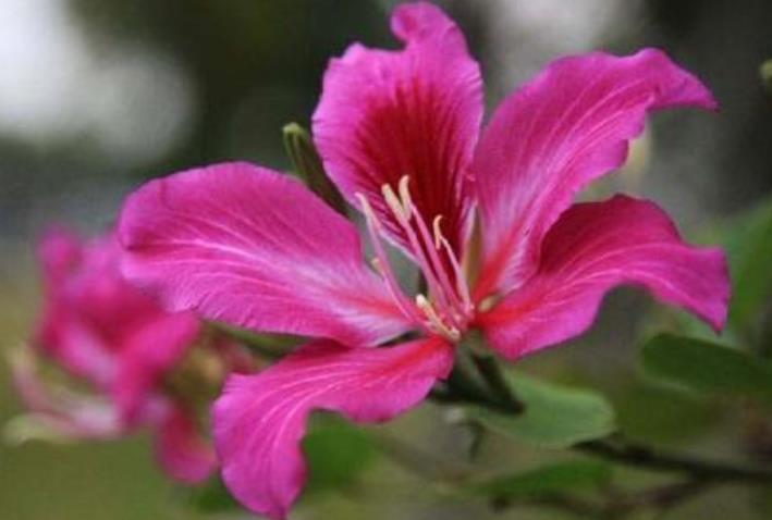 运势|八月开始,运势飘红,财运旺上加旺,机会不断的生肖