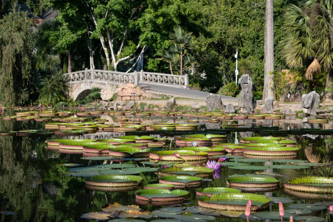 [西双版纳]一叶王莲做轻舟！云南西双版纳王莲竟可以托起傣族成年美女（图）