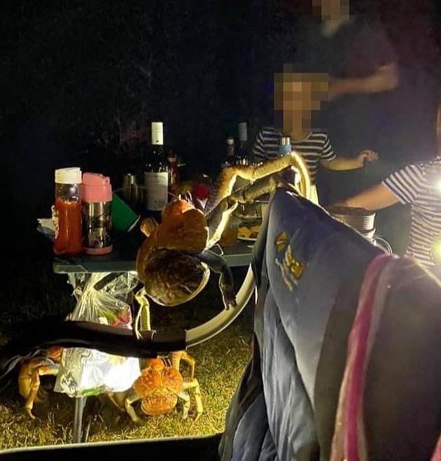 英国英鸟|澳一家人正露天烧烤，突然跑来一大堆巨型椰子蟹抢食，网友：快抓