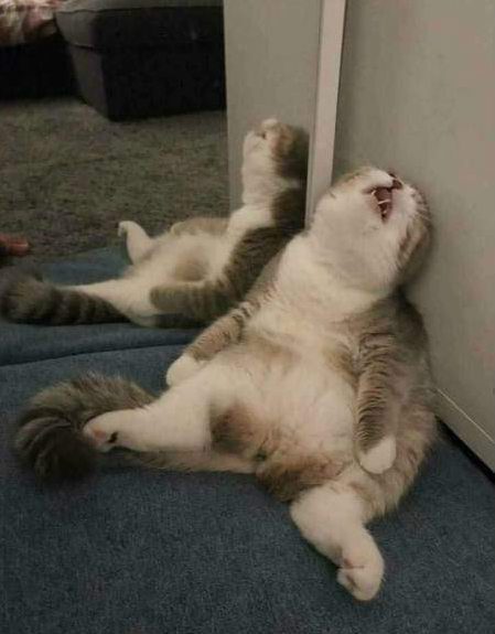 网友脑洞大开PS猫咪搞笑睡姿，猫：感觉自己的形象受到了冒犯