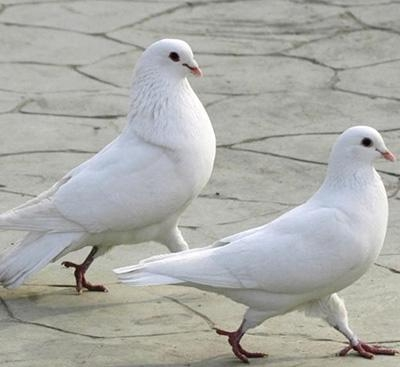 鸽子@都说不能近亲繁殖,那鸽子生下来就是一对,这个怎么解释?