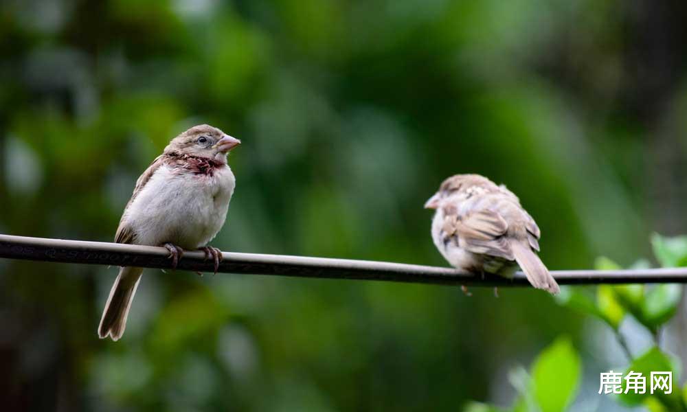 鹿角网 为什么当鸟儿站在树枝上睡觉时不会掉下来？