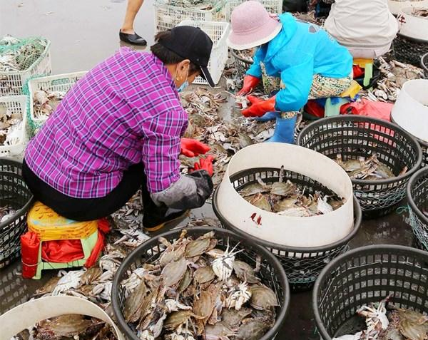 |买梭子蟹时,说这“4个字”,老板就知道你是行家,准给你肥蟹