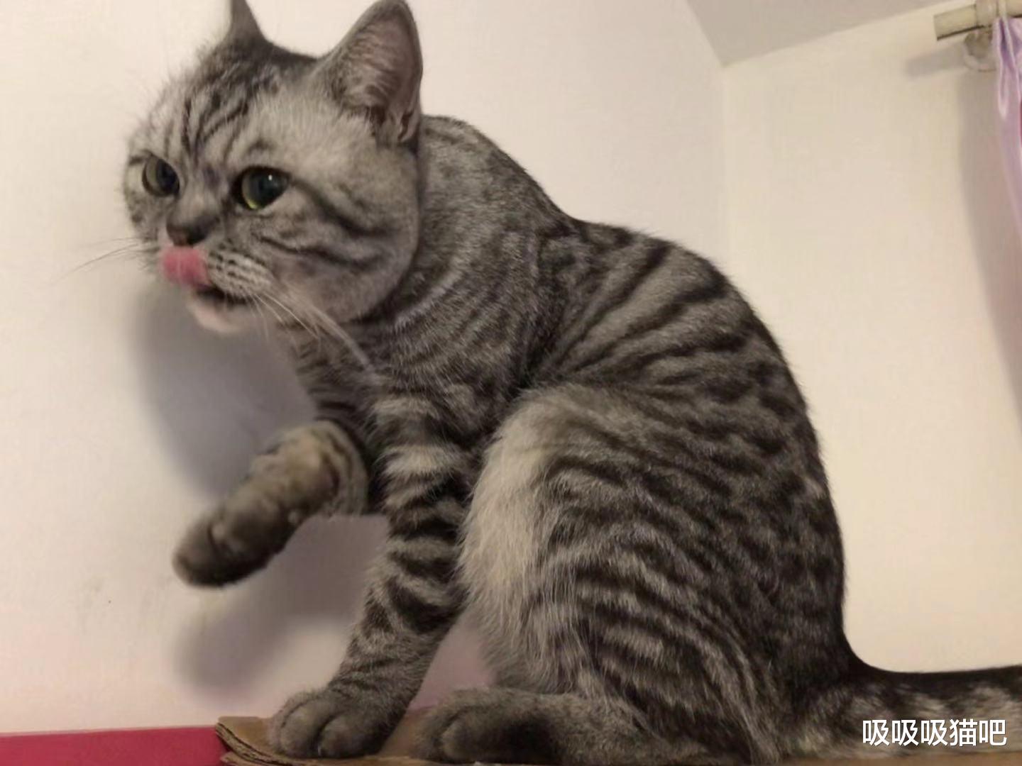 吃东西，猫咪凑过来舔了一下，被猫舔过的食物能吃吗？