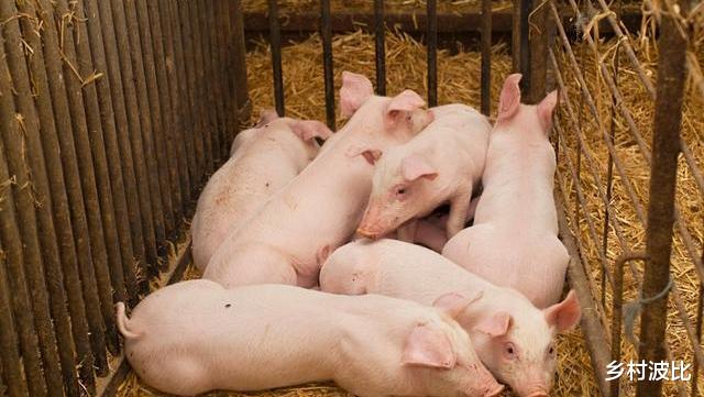 生猪价格|猪价持续下跌，月底能否跌到10元区间？专家回应