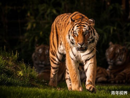 #老虎#如果老虎在地球上消失，人类会受到影响吗？其实远比你想的严重！