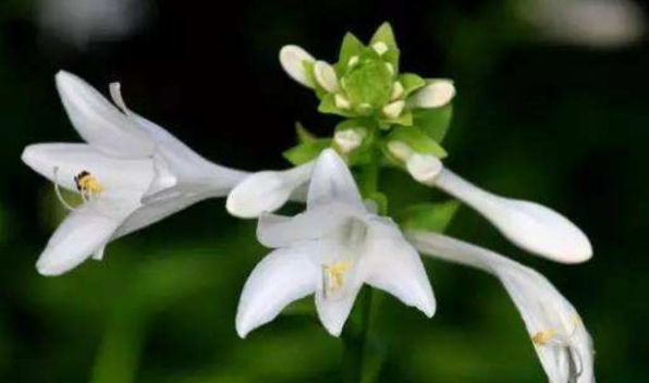 吉星|11月开始吉星庇佑，财运丰厚，钞票堆满屋的生肖