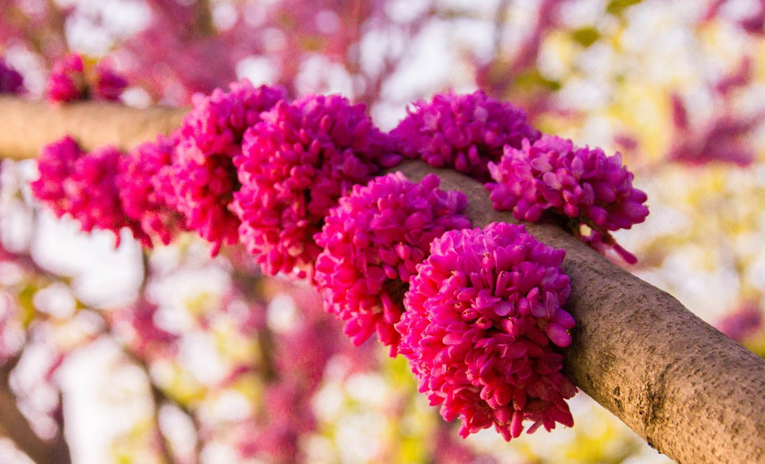 生肖|枯木逢春的3生肖，财运飞涨，闷声发大财