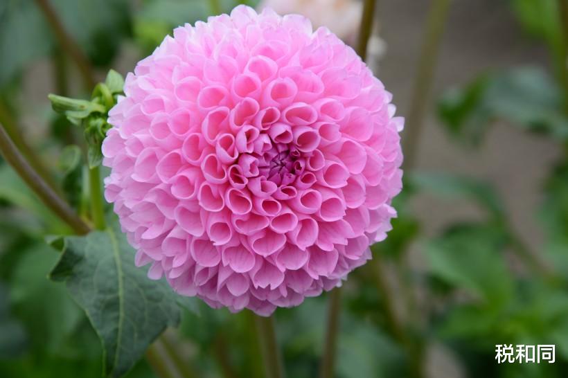 生肖■6月19号喜，此3生肖事业马到成功，贵人助力笑容满面，霉运散！