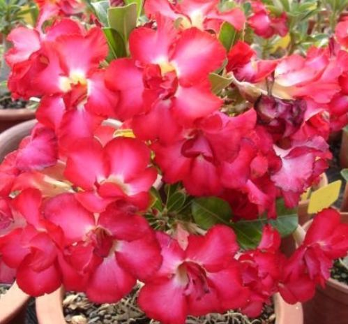 双鱼座|未来10天，恋爱回暖，深情常伴，3星座爱火重燃，且以深情共白头