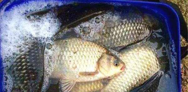 鲫鱼|号称“万能饵”的蚯蚓，冬季如何才能多钓鱼？这3个思路可以参考