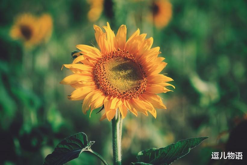 属兔：生肖兔：五月下旬, 五福临门, 八方进财, 桃花朵朵开, 好运不断