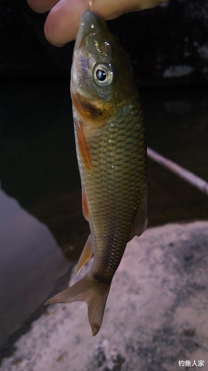 ##山谷溪流钓鱼,探钓野生石斑鱼,收获20条名贵溪水石斑鱼