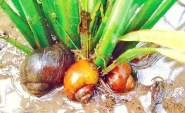 魔花螳螂|进口玩偶包藏祸心！数千魔花螳螂险些进入我国，外来物种不得不防