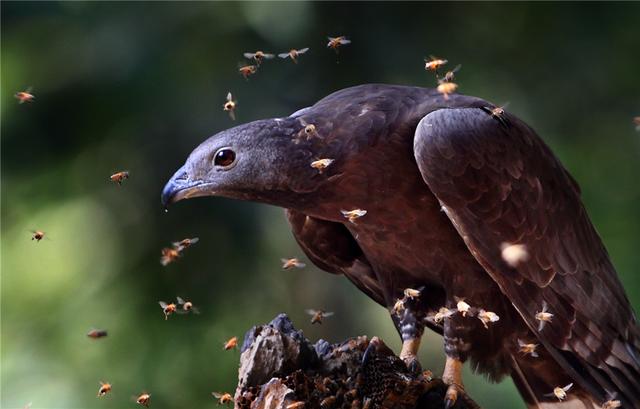 蜜獾|泰山出现一头顶凤冠的猛禽，吃野蜂堪比平头哥，除了蜂蛹还吃蜂巢