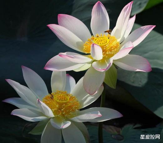 「生肖」生日是此3个月的人,心眼不会小,幸福路不窄,经常得到贵人撑腰