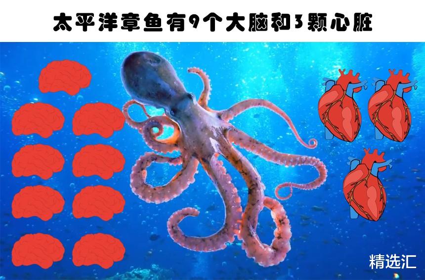 北极熊▲因为冷门，让许多人不得不多次确认的7个有趣冷知识