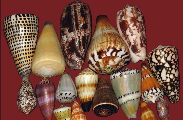 毒液|常见的鸡心螺,为什么能跻身海洋十大杀手之列?