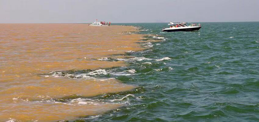 黄河|淡水鱼在海水中不能存活，那黄河里的鱼最后都去哪了？看完长见识