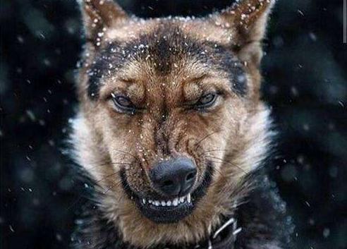 宠物美容|宠物美容店,最不愿意接的“五种狗”,是你家狗子吗?