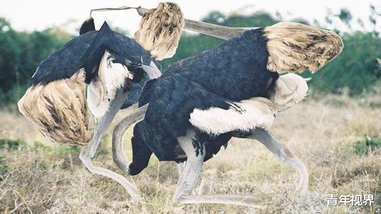 『狮子』全球最凶猛的鸟,一脚能把狮子给踢死,身高3米却吃素