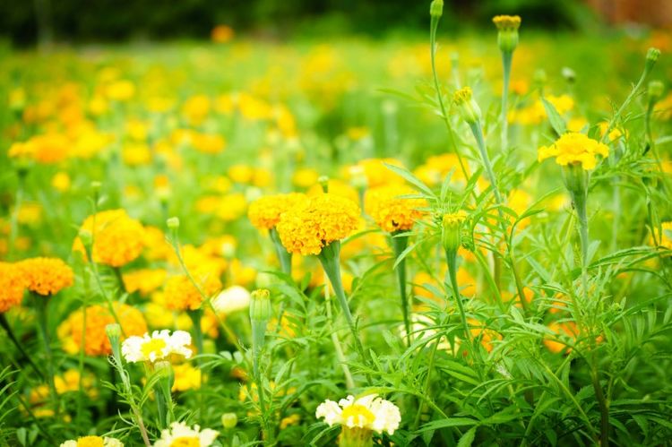 生肖|9月开始财运兴旺，吉人天佑，前景一片光明，大赚四方的四大生肖