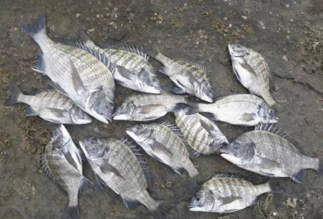 鱿鱼|开海了！这84种海鲜，你都认识吗？